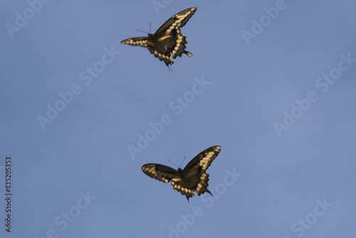 Giant Swallowtail butterflies © Janet