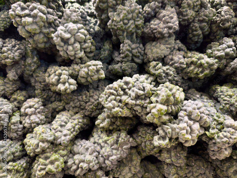 Full frame picture of organic black cabbage Full frame picture of organic black cabbage