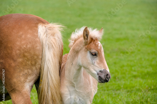 beautiful portrait of a pretty young Haflinger foal