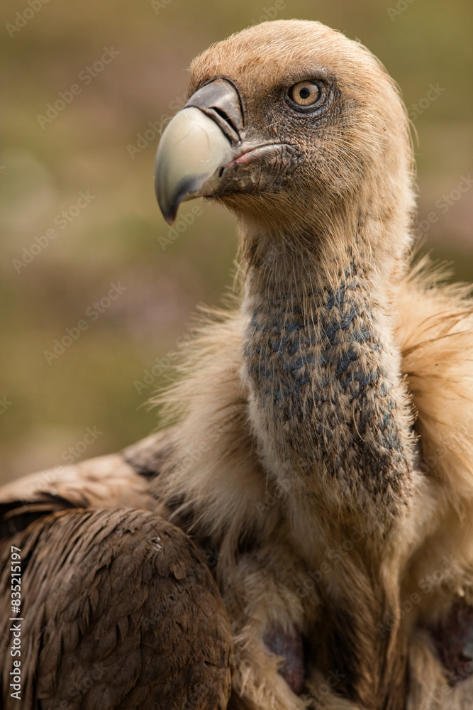Close-up portrait of a European griffon vulture in natural habitat Close-up portrait of a European griffon vulture in natural habitat