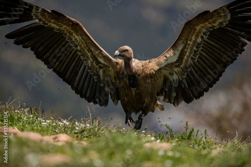 Majestic griffon vulture spreading its wings in green landscape photo
