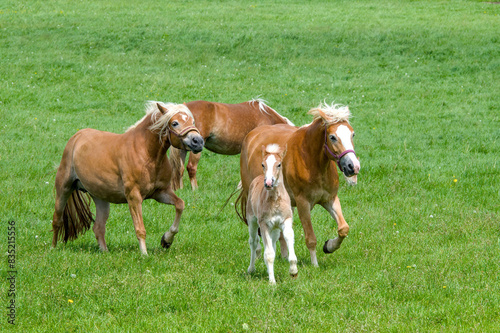 a herd of beautiful Haflinger horses, mares with their cute faols