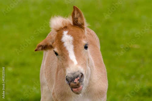 beautiful portrait of a pretty young Haflinger foal