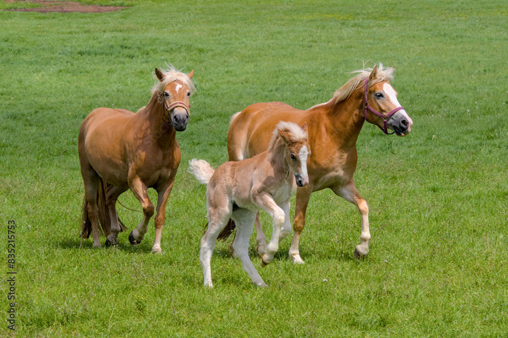 a herd of beautiful Haflinger horses, mares with their cute faols a herd of beautiful Haflinger horses, mares with their cute faols