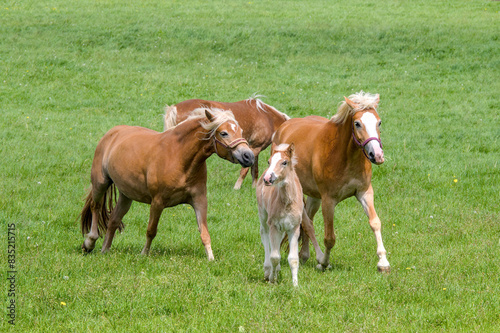 a herd of beautiful Haflinger horses, mares with their cute faols