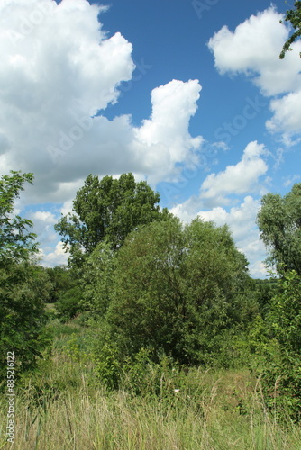 A group of trees in a grassy area with blue sky and clouds