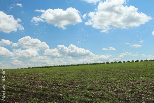 A large field with grass and blue sky and clouds