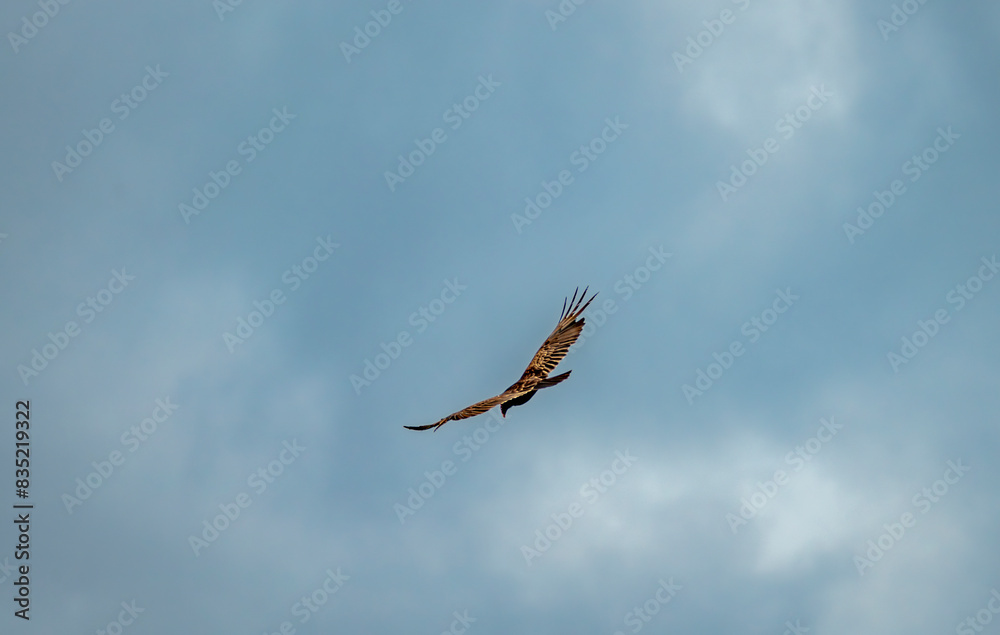 Serene Skies: Majestic Bird of Prey in Flight Serene Skies: Majestic Bird of Prey in Flight