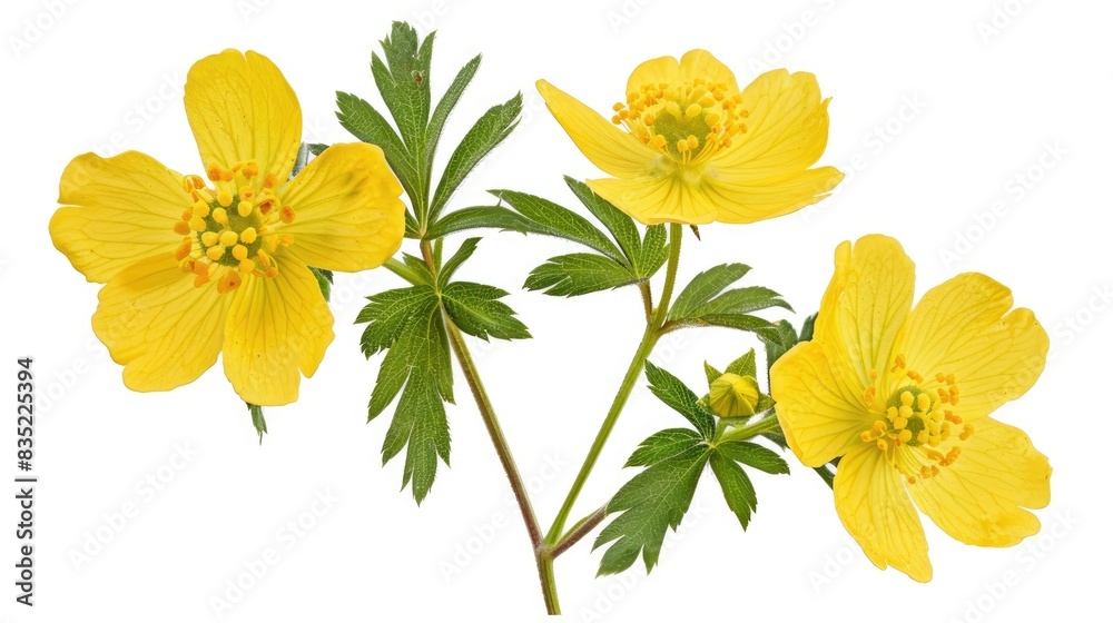 Naklejka premium Isolated white background of wild Sulphur cinquefoil s yellow flower Potentilla recta