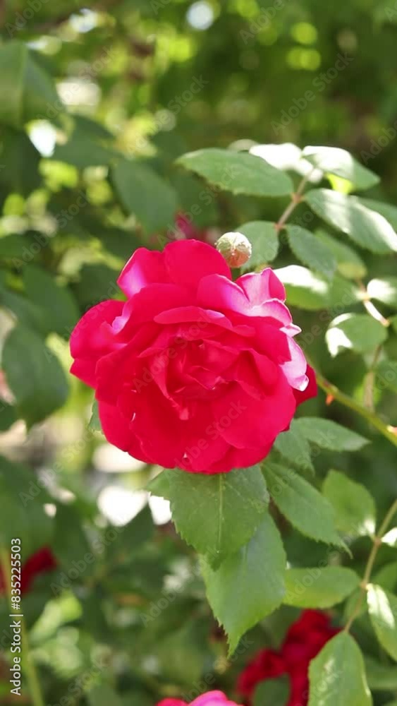 Beautiful red rose swaying in the breeze in garden. Vertical video. Close-up. Beautiful red rose swaying in the breeze in garden. Vertical video. Close-up.