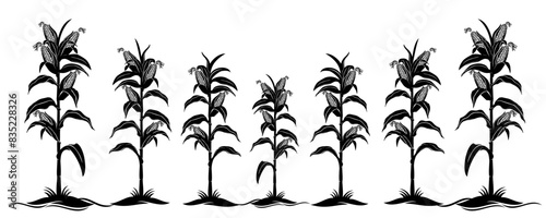 corn plant vector 