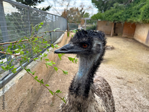 Emu (lat.-Dromaius novaehollandiae) is a species of flightless bird photo