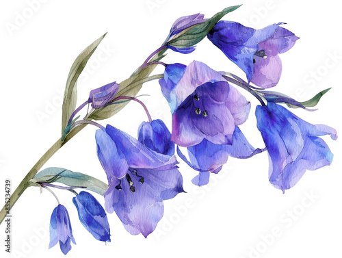 Beautiful watercolor illustration of purple bellflower blooms on a green stem, perfect for floral-themed designs and nature-inspired artwork.