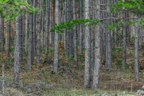 Baumstämme in einem dichten Tannenwald