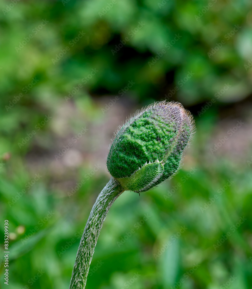 Bud of oriental Poppy Flower resp.Papaver orientale,lower Rhine region,Germany Bud of oriental Poppy Flower resp.Papaver orientale,lower Rhine region,Germany