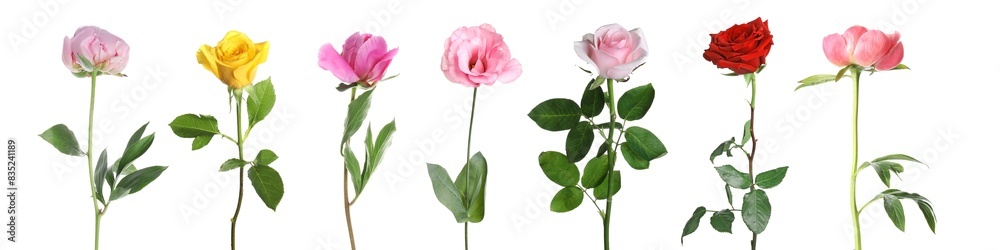 Different beautiful flowers isolated on white, set Different beautiful flowers isolated on white, set