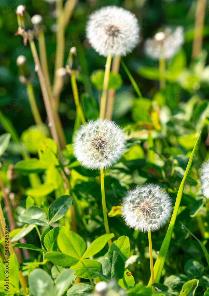 Fluffy dandelions in nature in spring Fluffy dandelions in nature in spring