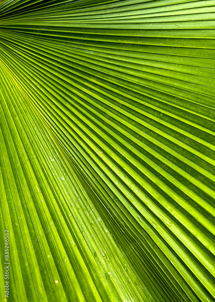 Green branches of a palm tree in nature Green branches of a palm tree in nature