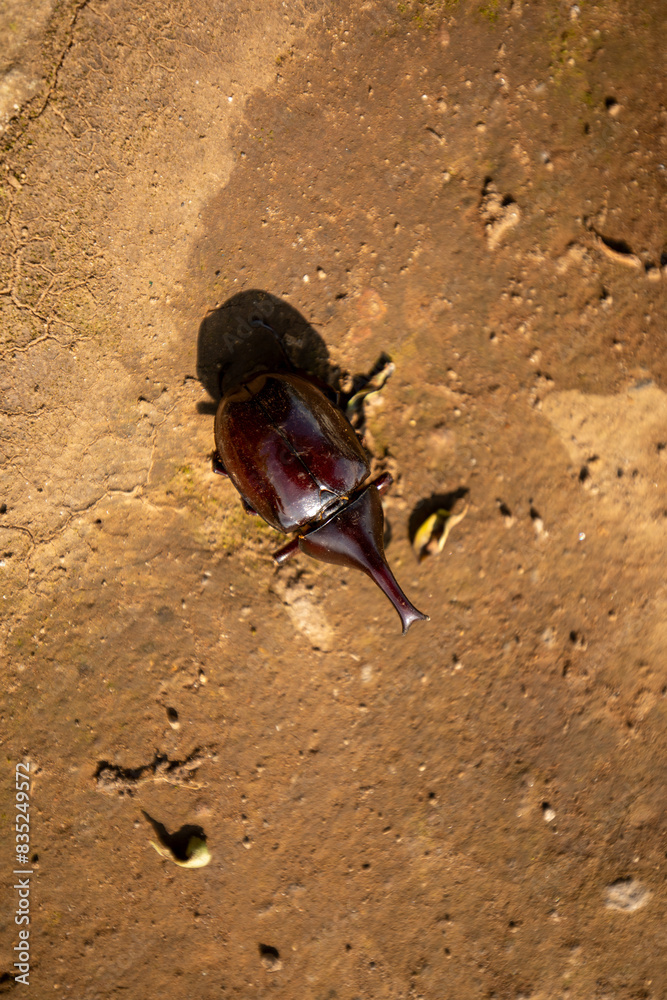 Enigmatic Rhinoceros Beetle in Its Natural Terrain: A Detailed Portrait in Earthy Hues Enigmatic Rhinoceros Beetle in Its Natural Terrain: A Detailed Portrait in Earthy Hues