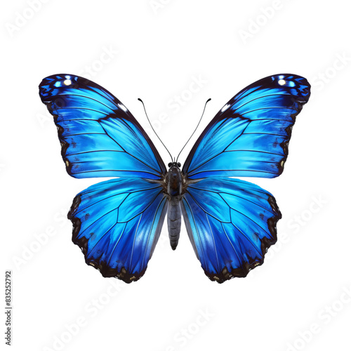 blue butterfly isolated on white background © Oguzhan