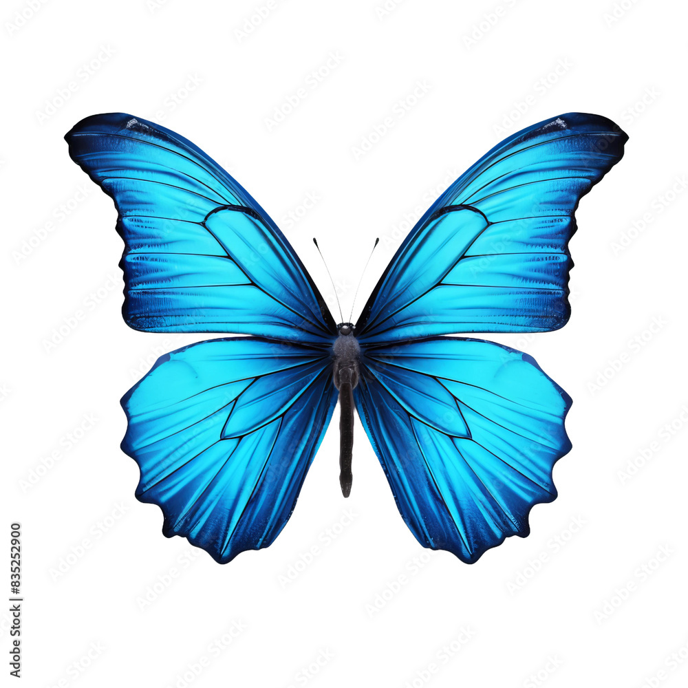 Fototapeta premium butterfly isolated on white