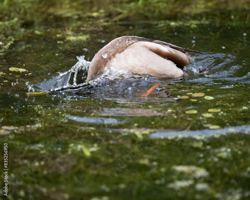 Duck dives headfirst into a pond using the power of his flippers, the water recedes around him