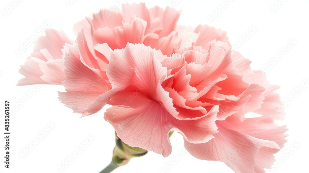 A close-up of a pink carnation with delicate petal veins, beautifully set against a white background A close-up of a pink carnation with delicate petal veins, beautifully set against a white background