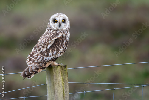 Short-eared owl (Asio flammeus) sitting on a fence post, North Uist, Outer Hebrides, Scotland