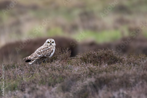 Short-eared owl (Asio flammeus) sits on the moorland, North Uist, Outer Hebrides, Scotland photo