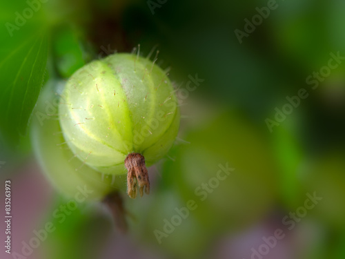 Closeup of Gooseberry on a gooseberry bush (Unknown Variety) in an allotment garden in early summer 