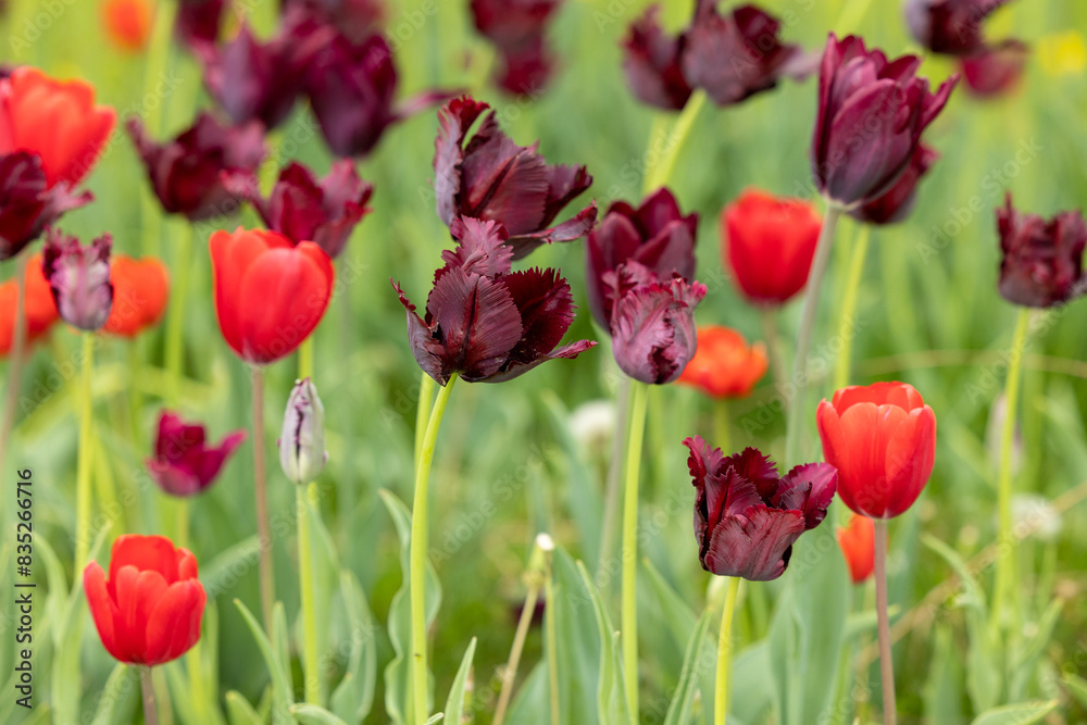 Fototapeta premium Close view of red tulips on a field
