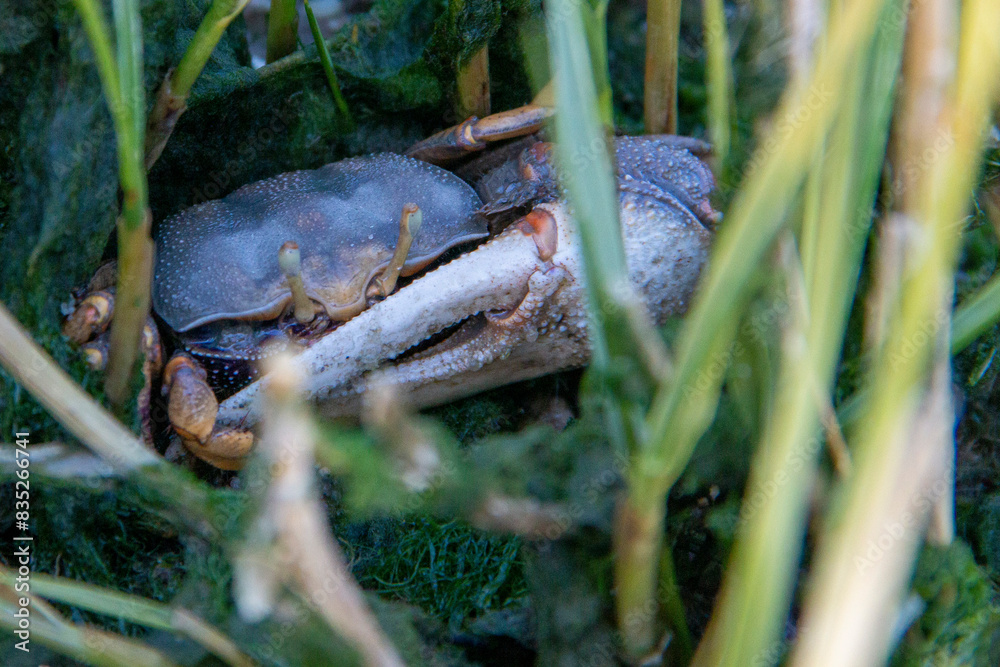 Fototapeta premium Fish farm located in a marsh on the European Atlantic coast where crabs and opportunistic scavenger birds can be seen.