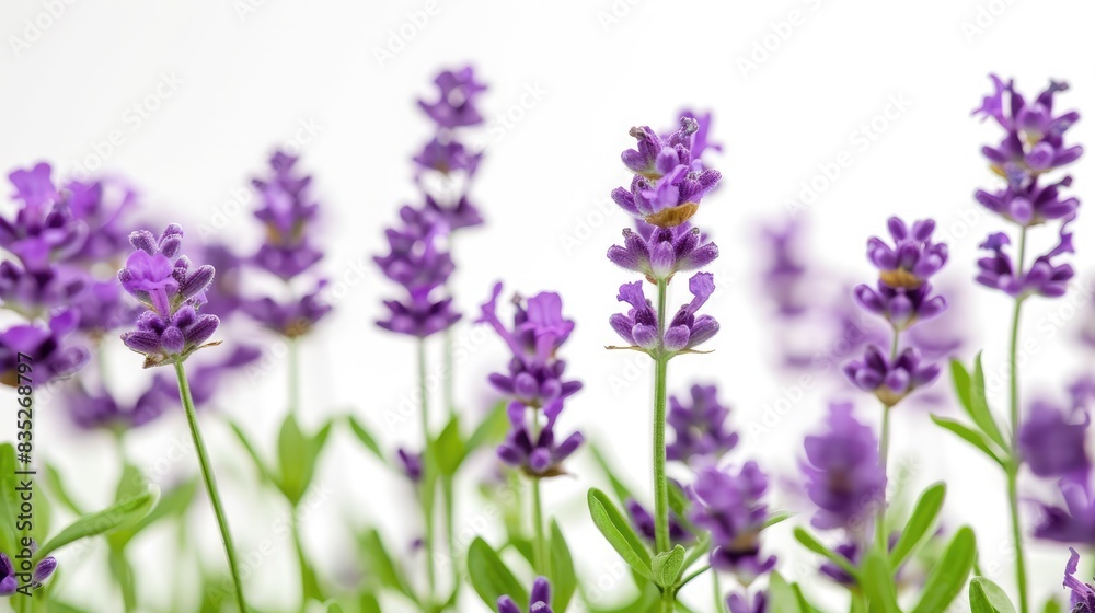 Naklejka premium A cluster of lavender flowers with vibrant green stems and leaves, sharply contrasting with a white background