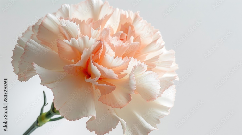 Obraz premium A delicate carnation with a mix of white and pale pink petals, softly highlighted against a white background