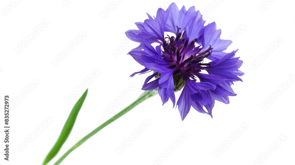 A single deep purple cornflower, with its rich color creating a striking contrast against a white backdrop A single deep purple cornflower, with its rich color creating a striking contrast against a white backdrop