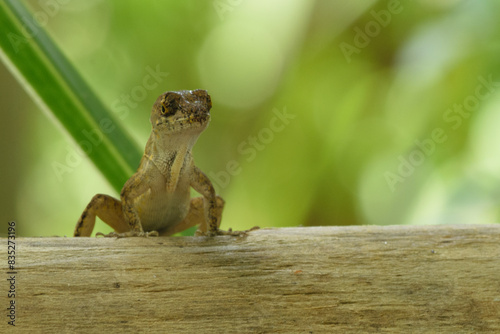 Small lizard on a wooden branch photo