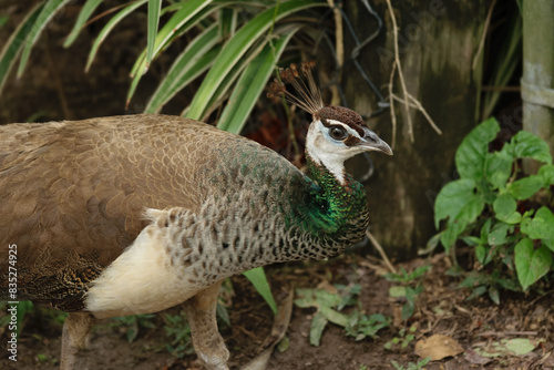 Close-up of a peahen walking near green plants