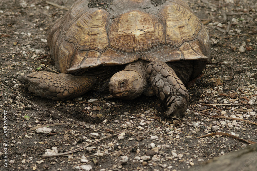 Obraz premium Resting Tortoise on Dirt Ground