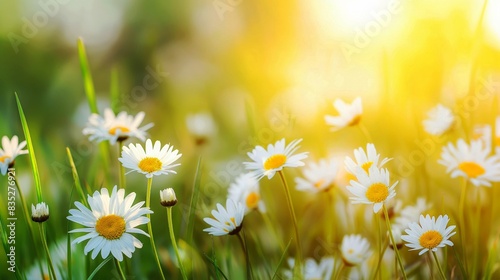 Close-up of white daisies blooming in a sunny meadow with a blurred background. The golden sunlight enhances the vibrant colors of the flowers. © Natalia