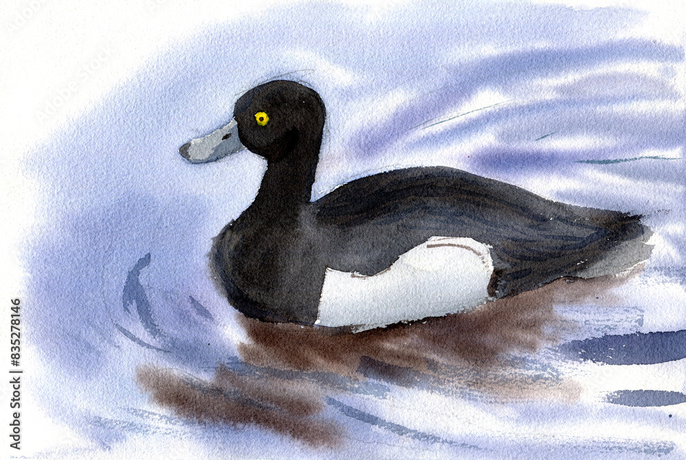 Fototapeta premium Watercolor illustration of black and white duck.