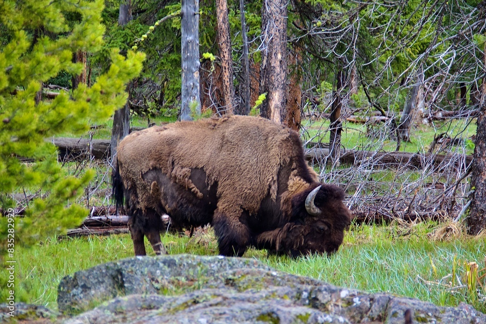 Bison Yellowstone National Park. Bison Yellowstone National Park.