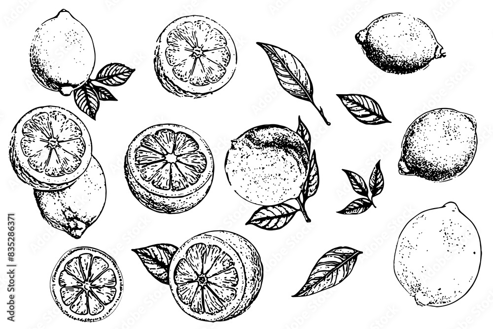Hand drawn etching lemon with leaves set. Fruit tree branch in sketch style, whole fresh citrus. Vector drawing isolated on white