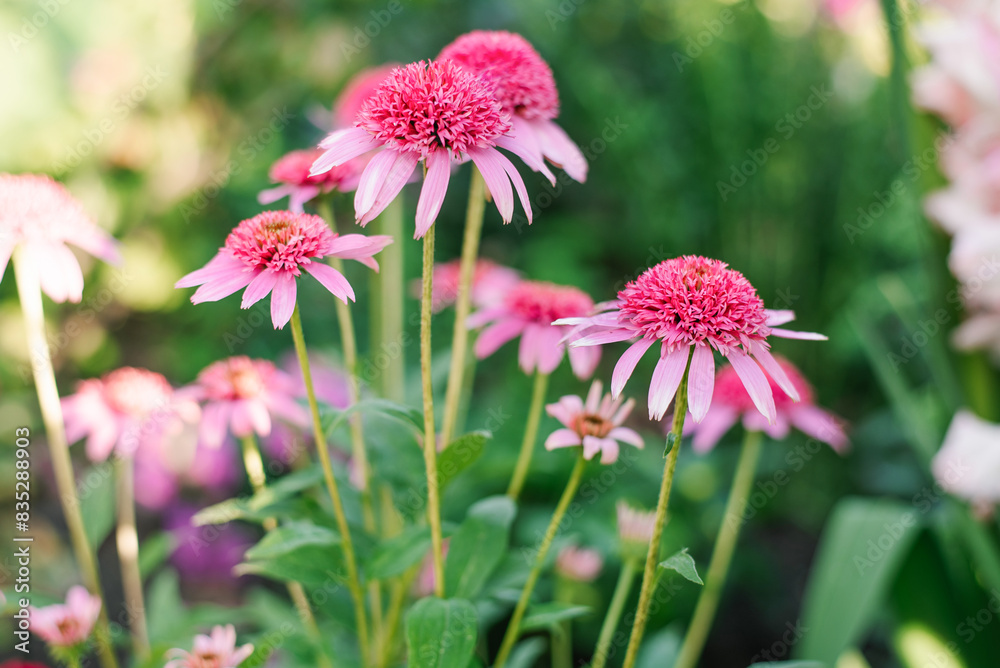 Pink flowers of Echinacea Razmatazz in the garden Pink flowers of Echinacea Razmatazz in the garden