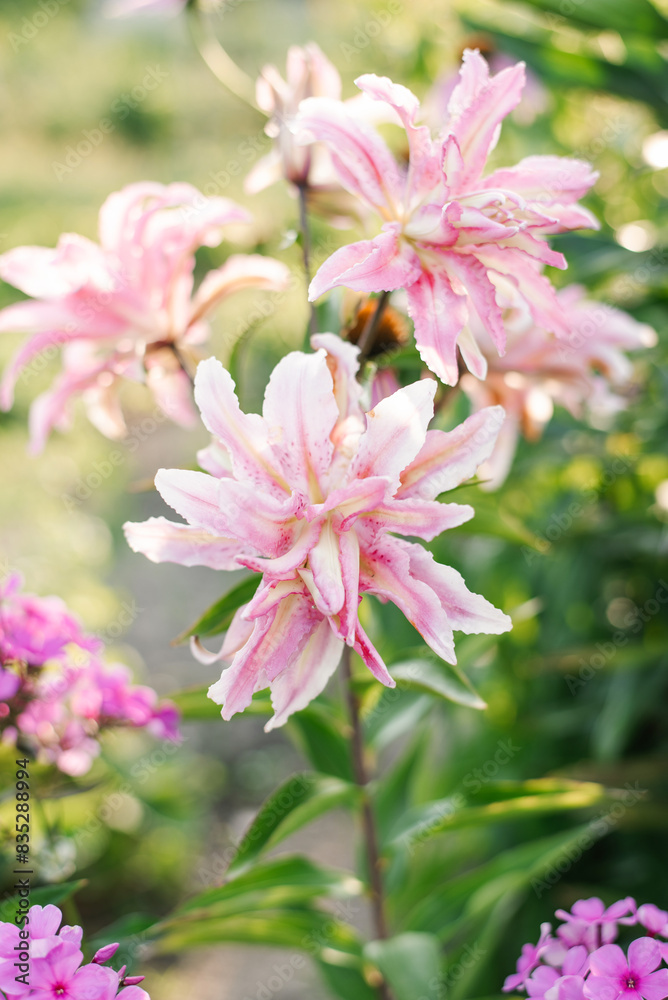 Pink Lily oriental Broken Heart in the garden Pink Lily oriental Broken Heart in the garden