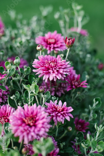 Purple flowers of the Korean chrysanthemum in the garden