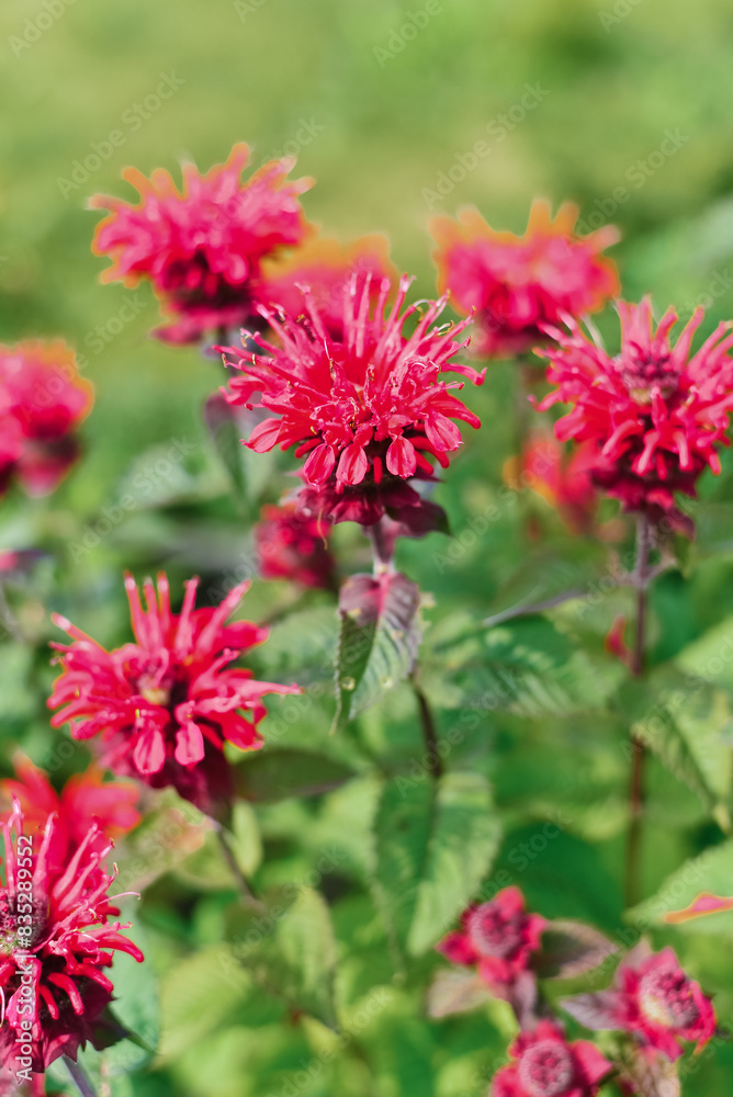 Carmine red Monarda flowers Be Happy in the garden Carmine red Monarda flowers Be Happy in the garden