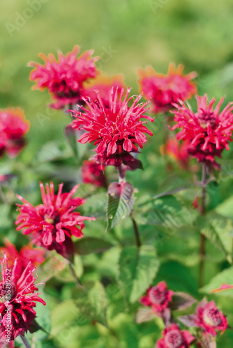 Carmine red Monarda flowers Be Happy in the garden