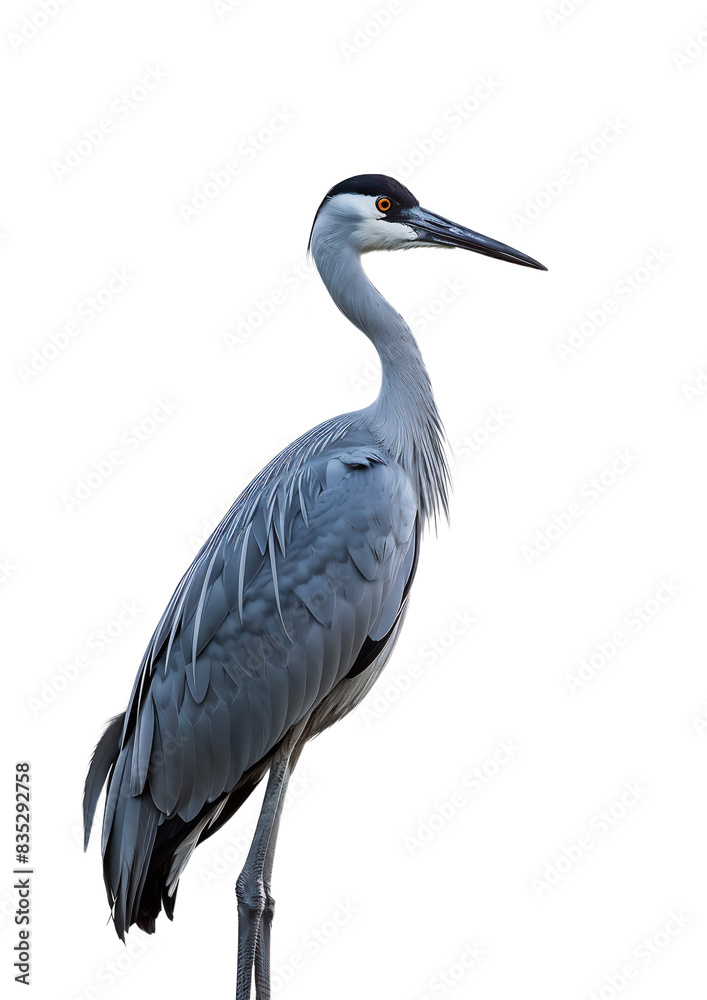 Fototapeta premium heron isolated on white