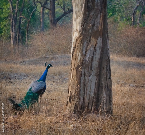 Peacock in a forest