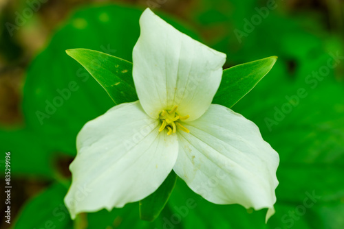 Great white trillium taken while in a Wisconsin forest in May. photo